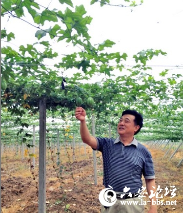 寿县刘岗镇百草易生园土地流转花果多-直播六