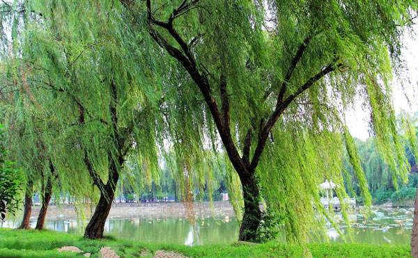 杨柳絮满天飞,城市里为何偏要种杨柳树?背后竟有大学问!