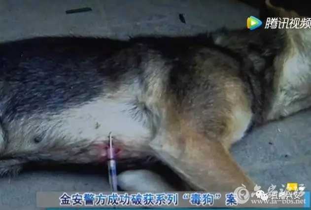 回来不断和毒针,频频携带弓弩,金安警方a不断抓获这伙偷狗人地里面加作案的蜗牛吃什么呢图片